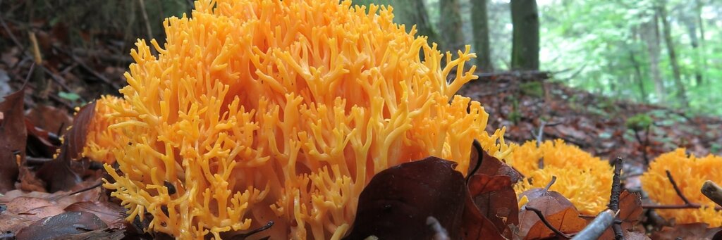 Pilz Gelbe Koralle auf Waldboden