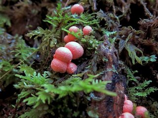 kleiner Blutmilchpilz am Waldboden